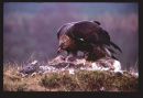 Golden eagle Feeding on Roe Deer